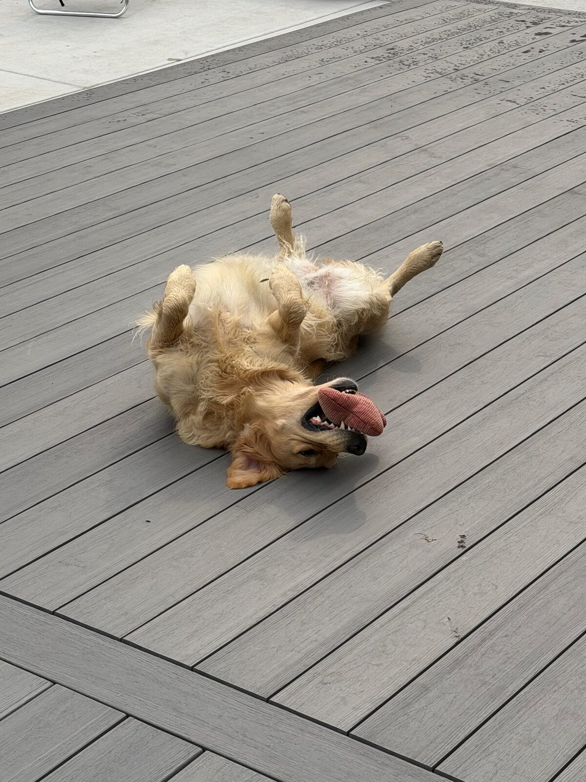 A golden retriever lying upside down on a deck, tongue out, thoroughly pleased with itself.